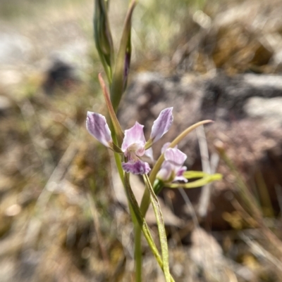 Diuris dendrobioides (Late Mauve Doubletail) by Brad