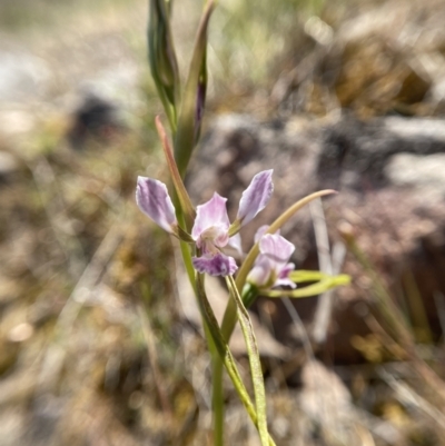 Diuris dendrobioides (Late Mauve Doubletail) at Mount Taylor - 19 Nov 2023 by Brad