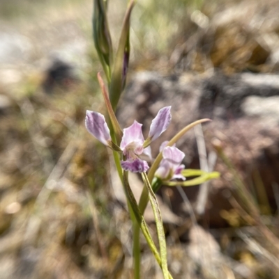 Diuris dendrobioides (Late Mauve Doubletail) at Tuggeranong, ACT - 19 Nov 2023 by Brad