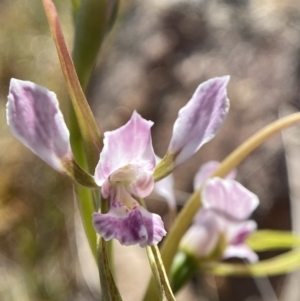 Diuris dendrobioides at suppressed - 19 Nov 2023