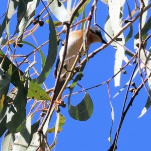 Myiagra rubecula at West Wodonga, VIC - 19 Nov 2023 07:14 AM