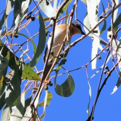 Myiagra rubecula (Leaden Flycatcher) at Wodonga - 18 Nov 2023 by KylieWaldon