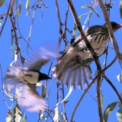 Myiagra rubecula at Wodonga - 19 Nov 2023