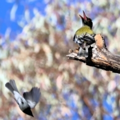 Myiagra rubecula at West Wodonga, VIC - 19 Nov 2023 07:14 AM