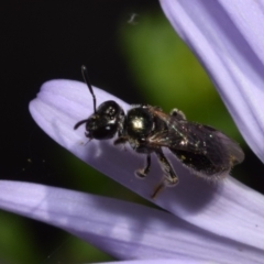 Lasioglossum (Homalictus) sphecodoides (Furrow Bee) at ANBG - 18 Nov 2023 by DianneClarke