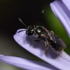 Lasioglossum (Homalictus) sphecodoides at ANBG - 19 Nov 2023 10:10 AM