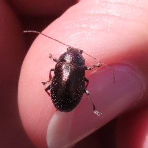 Edusella sp. (genus) at Symonston, ACT - 19 Nov 2023 11:58 AM