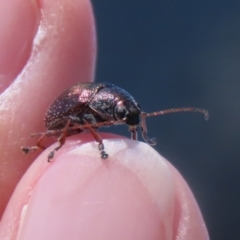 Edusella sp. (genus) at Symonston, ACT - 19 Nov 2023 11:58 AM