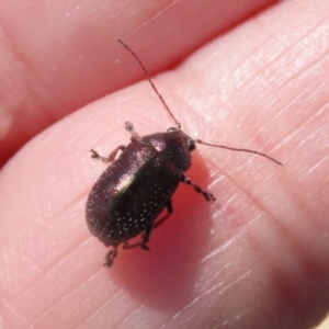 Edusella sp. (genus) at Symonston, ACT - 19 Nov 2023 11:58 AM