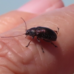 Edusella sp. (genus) at Symonston, ACT - 19 Nov 2023 11:58 AM