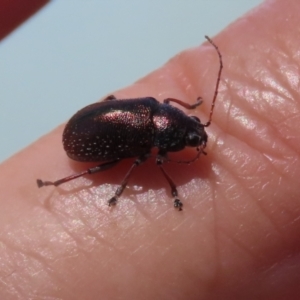 Edusella sp. (genus) at Symonston, ACT - 19 Nov 2023 11:58 AM