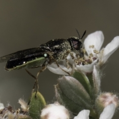 Odontomyia sp. (genus) (A soldier fly) at Croke Place Grassland (CPG) - 17 Nov 2023 by kasiaaus