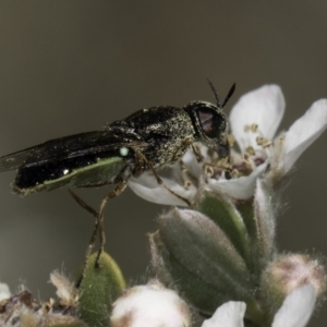 Odontomyia sp. (genus) at Croke Place Grassland (CPG) - 17 Nov 2023