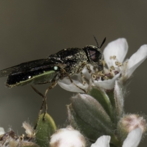 Odontomyia sp. (genus) at McKellar, ACT - 17 Nov 2023 02:59 PM