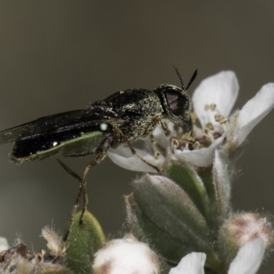 Odontomyia sp. (genus) (A soldier fly) at Croke Place Grassland (CPG) - 17 Nov 2023 by kasiaaus