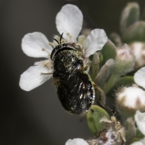 Odontomyia sp. (genus) at McKellar, ACT - 17 Nov 2023