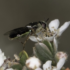 Odontomyia sp. (genus) at McKellar, ACT - 17 Nov 2023 02:59 PM