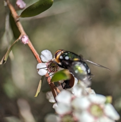 Rutilia (Ameniamima) argentifera (A Bristle fly) at Piney Ridge - 19 Nov 2023 by Miranda