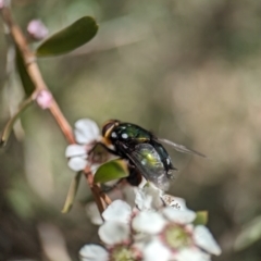 Rutilia (Ameniamima) argentifera at Bluetts Block (402, 403, 12, 11) - 19 Nov 2023