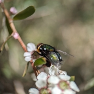 Rutilia (Ameniamima) argentifera at Block 402 - 19 Nov 2023