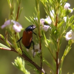 Phyllotocus rufipennis (Nectar scarab) at Symonston, ACT - 19 Nov 2023 by RodDeb