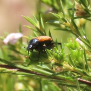 Phyllotocus sp. (genus) at Symonston, ACT - 19 Nov 2023