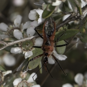 Gminatus australis at McKellar, ACT - 17 Nov 2023 03:00 PM