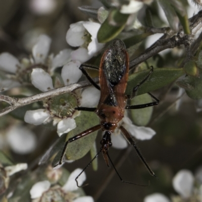 Gminatus australis (Orange assassin bug) at Croke Place Grassland (CPG) - 17 Nov 2023 by kasiaaus