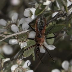 Gminatus australis (Orange assassin bug) at McKellar, ACT - 17 Nov 2023 by kasiaaus