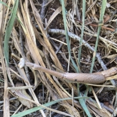 Unidentified Praying mantis (Mantodea) at Belconnen, ACT - 18 Nov 2023 by JohnGiacon