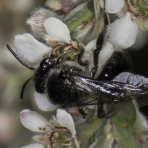 Leioproctus sp. (genus) at McKellar, ACT - 17 Nov 2023