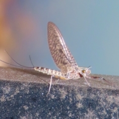 Ephemeroptera (order) (Unidentified Mayfly) at Symonston, ACT - 19 Nov 2023 by RodDeb