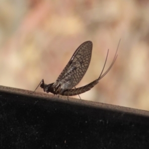 Ephemeroptera (order) at Symonston, ACT - 19 Nov 2023 12:01 PM