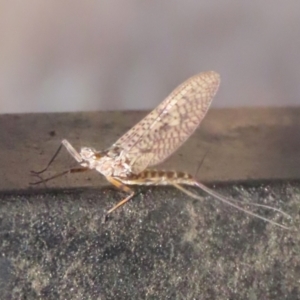 Ephemeroptera (order) at Symonston, ACT - 19 Nov 2023 12:01 PM