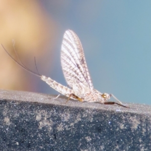 Ephemeroptera (order) at Symonston, ACT - 19 Nov 2023