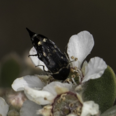 Mordellidae (family) (Unidentified pintail or tumbling flower beetle) at Croke Place Grassland (CPG) - 17 Nov 2023 by kasiaaus