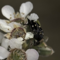 Mordellidae (family) at McKellar, ACT - 17 Nov 2023 03:01 PM