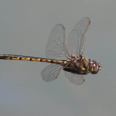 Hemicordulia tau (Tau Emerald) at Symonston, ACT - 19 Nov 2023 by RodDeb