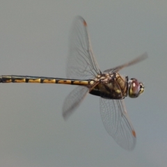 Hemicordulia tau at Symonston, ACT - 19 Nov 2023 12:17 PM