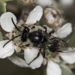 Leioproctus sp. (genus) (Plaster bee) at McKellar, ACT - 17 Nov 2023 by kasiaaus