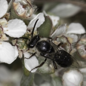 Leioproctus sp. (genus) at McKellar, ACT - 17 Nov 2023 03:01 PM