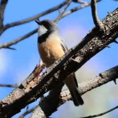 Pachycephala rufiventris (Rufous Whistler) at Felltimber Creek NCR - 18 Nov 2023 by KylieWaldon