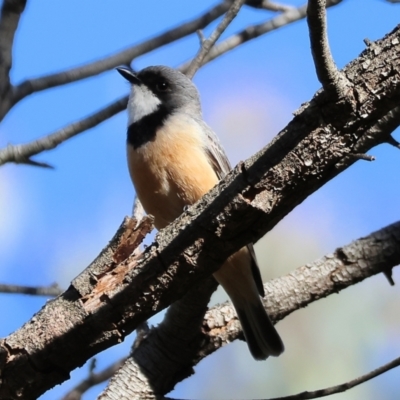 Pachycephala rufiventris (Rufous Whistler) at Wodonga - 19 Nov 2023 by KylieWaldon