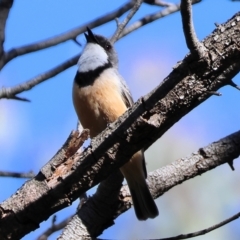 Pachycephala rufiventris at Wodonga - 19 Nov 2023 07:11 AM