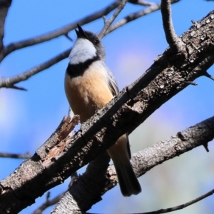 Pachycephala rufiventris at Wodonga - 19 Nov 2023 07:11 AM