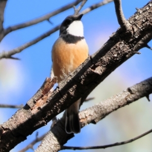 Pachycephala rufiventris at Wodonga - 19 Nov 2023