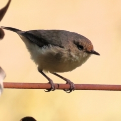 Acanthiza reguloides (Buff-rumped Thornbill) at West Wodonga, VIC - 18 Nov 2023 by KylieWaldon