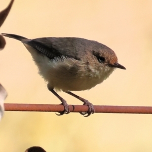 Acanthiza reguloides at Felltimber Creek NCR - 19 Nov 2023 07:38 AM