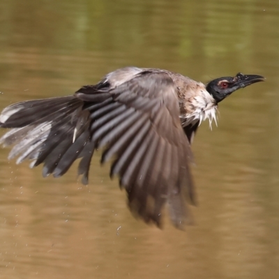 Philemon corniculatus (Noisy Friarbird) at Felltimber Creek NCR - 19 Nov 2023 by KylieWaldon