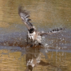 Philemon corniculatus at Wodonga - 19 Nov 2023